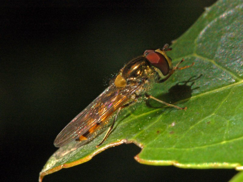Syrphidae di fine Ottobre da determinare